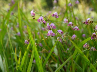 pink flowers in a field