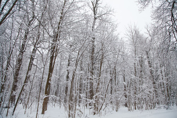 Beautiful winter forest landscape, trees covered snow
