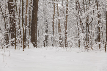 Beautiful winter forest landscape, trees covered snow