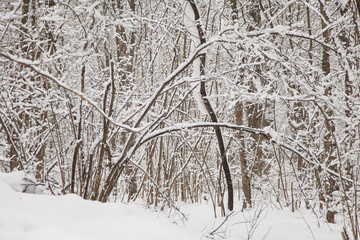 Beautiful winter forest landscape, trees covered snow