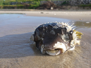 Puffer fish is dead on the beach