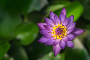 purple lotus is bloom in the public park