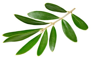 Naklejka premium Olive leaves isolated on white