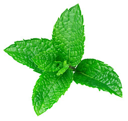 mint leaves isolated