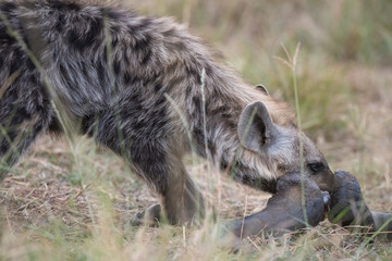 Fototapeta premium Hyena in the bush