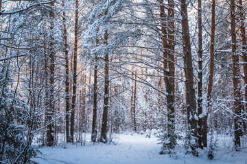 Fototapeta na wymiar Beautiful winter scenery with forest full of trees covered snow
