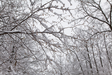Beautiful winter forest landscape, trees covered snow