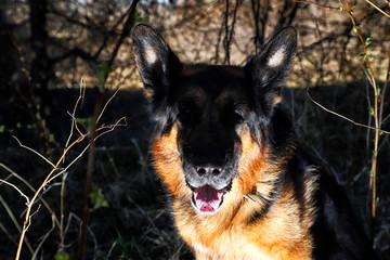 Dog German Shepherd outdoors in a summer