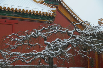 tree against red wall in winter