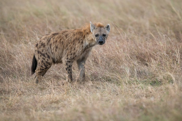 Hyena in the bush