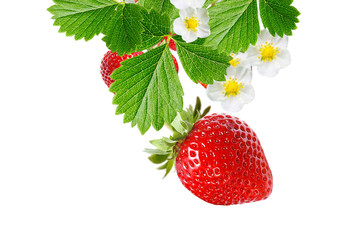 raw fresh red strawberries
