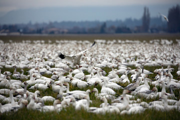 Snow geese / snow goose in field