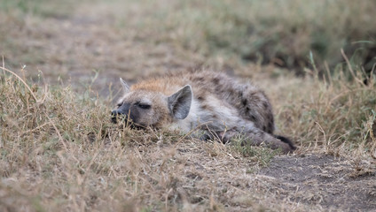 Hyena in the bush