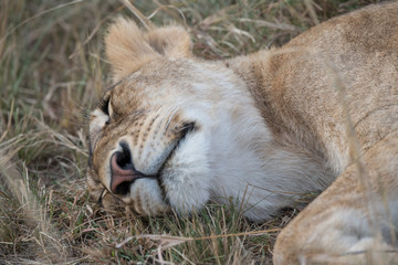 one sleeping lion