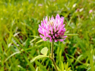 Red clover growing in roadside grass