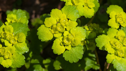 Fototapeta premium Blooming Golden Saxifrage Chrysosplenium alternifolium with soft edges, selective focus, shallow DOF