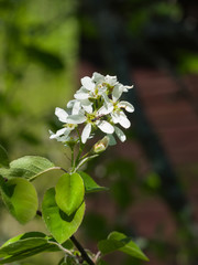 Blossom of serviceberry tree with bokeh background close-up, selective focus, shallow DOF
