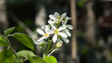 Blossom of serviceberry tree with bokeh background close-up, selective focus, shallow DOF