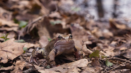 European grass frog or Rana temporaria male in breeding colors close-up portrait, selective focus, shallow DOF