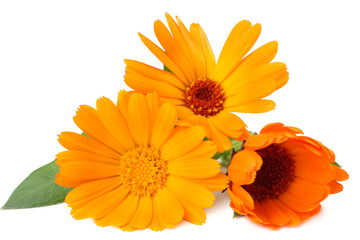 marigold flowers with green leaf isolated on white background. calendula flower.