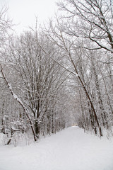 Beautiful winter forest landscape, trees covered snow