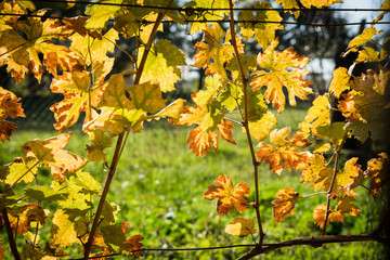 Some yellow backlighted vine leaf in vineyard in the autumn