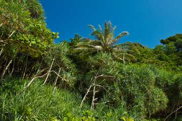 Mangrove in Thailand