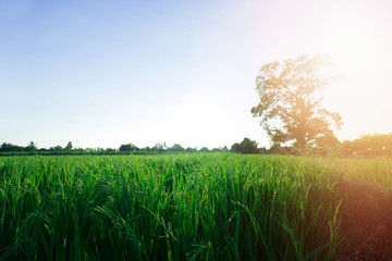 Rice fields at sunset.  The beautiful of nature