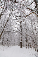Beautiful winter forest landscape, trees covered snow