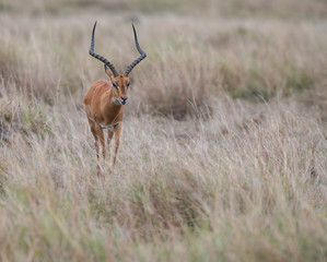 one Thomson Gazelle 