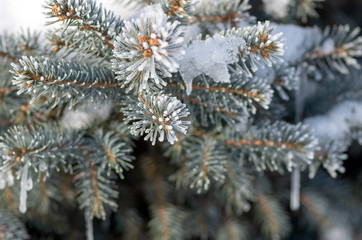 Twigs of fir tree in the snow, winter background