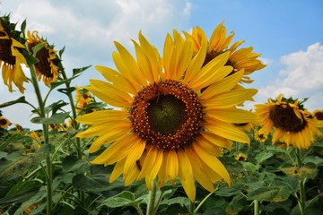 sunflower in field of sunflowers
