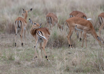 Thomson Gazelle group