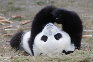 Close up Panda Cub Face, China