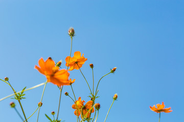 Obraz premium Blue sky and cosmos sulphureus