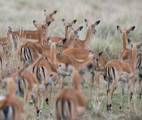 Thomson Gazelle group