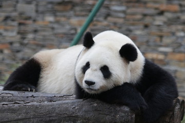 Sleeping Panda , China
