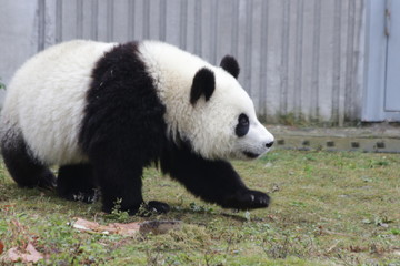 Fototapeta premium Little Panda Walking on the green Yard, Wolong, China