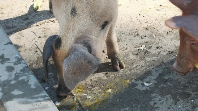 Medium shot in slow motion as a pig eats some egg. Another pig enters the frame chewing celery and sniffs at the egg.