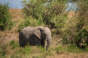one elephant in the bush