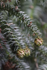 Pine Cone in Autumn