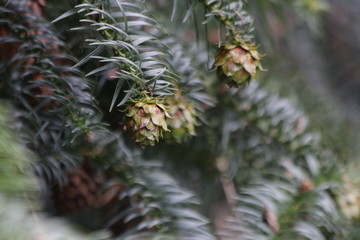 Pine Cone in Autumn