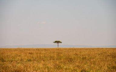 one tree on savanna