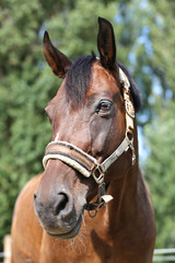 Obraz premium Head of a healthy sport horseduring dressage at rural equestrian center