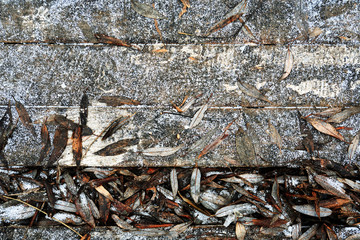 First Snow On Wood