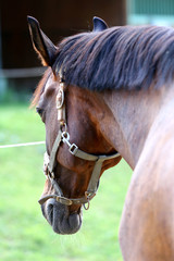 Head of a healthy sport horseduring dressage at rural equestrian center