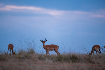 Impala in sunset