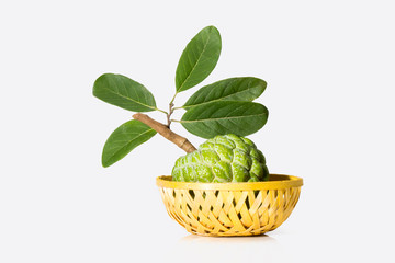 Custard apple isolated on white background Famous Asian noni fruit