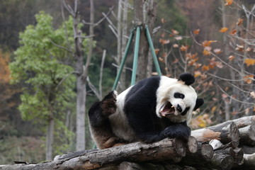 Obraz premium Giant Panda is Yawning, China
