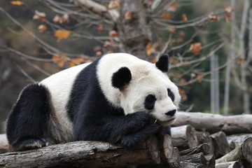 Obraz na płótnie Canvas Sleeping Panda in Winter Time, Wolong Giant Panda Nature Reserve, Shenshuping, China